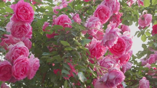 蔷薇玫瑰春天鲜花花开