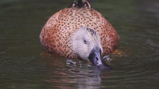 一只红铲鸭在水面上以小型无脊椎动物和藻类为食