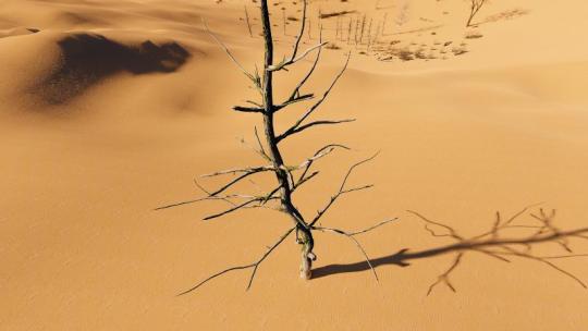 生态环境破坏干旱缺水沙漠化枯树视频