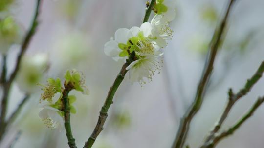 春天梅花盛开 梅园 春天到了