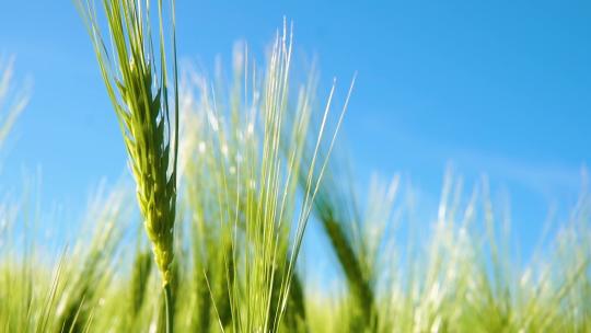 小麦 麦田 丰收 麦浪 青麦 小麦生长