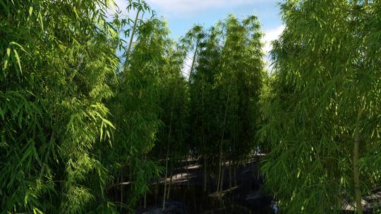 竹林 绿色 大自然 竹子 树林