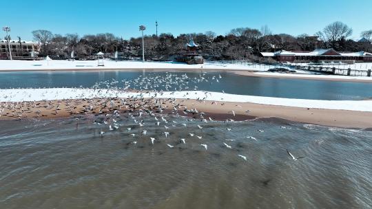 冬季海滩湿地海鸥群鸟