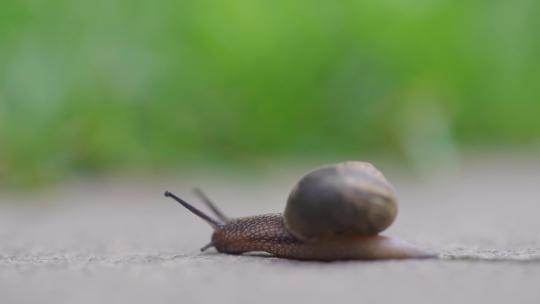 绿色自然小清新蜗牛爬行-立夏