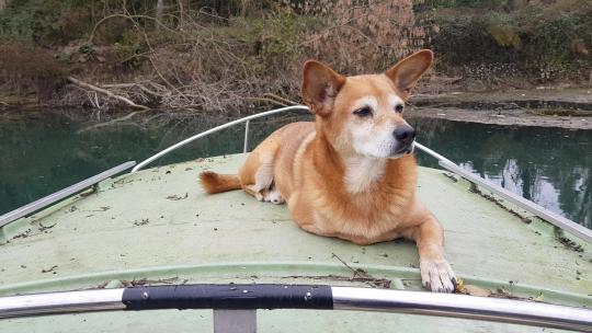 意大利北部帕多瓦布伦塔河上，棕色的狗在一艘绿色的船上休息
