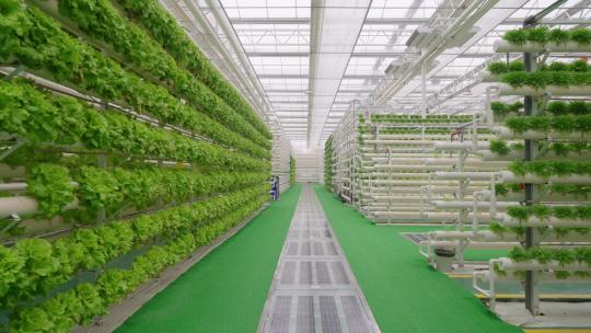 蔬菜大棚-温室大棚-科技农业