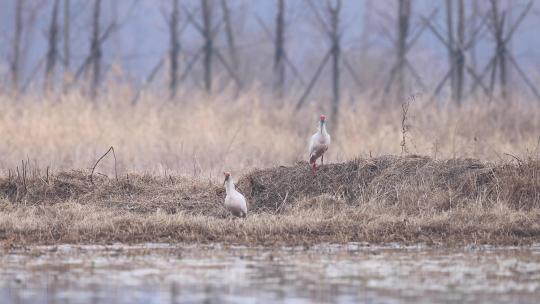 东方宝石、国宝朱鹮与白鹭捕泥鳅