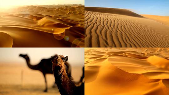 沙漠沙漠骆驼视频素材模板下载