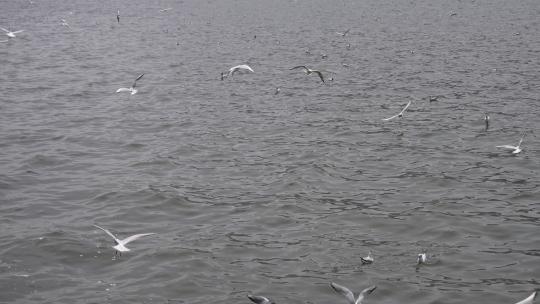 昆明海埂大坝喂海鸥