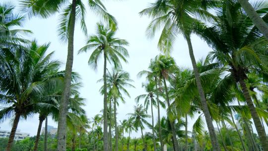 海南 椰树 椰子树 椰林视频素材模板下载