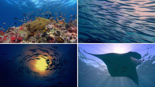 珊瑚海梦幻海底世界4视频素材模板下载
