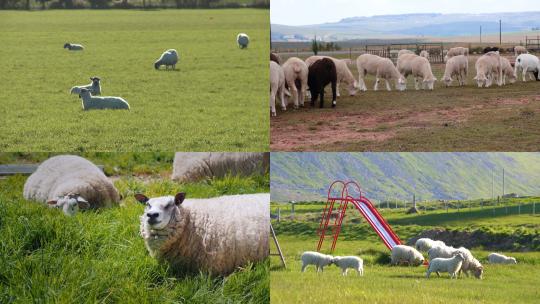 【合集】绵羊羊群羊吃草畜牧业视频素材模板下载