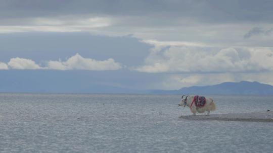 西藏纳木错牦牛 牦牛