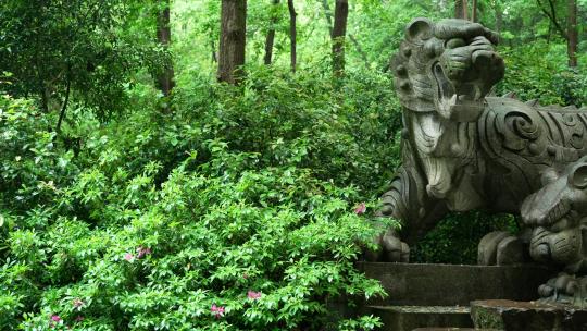 下雨天杭州虎跑泉水边上的两只老虎石像