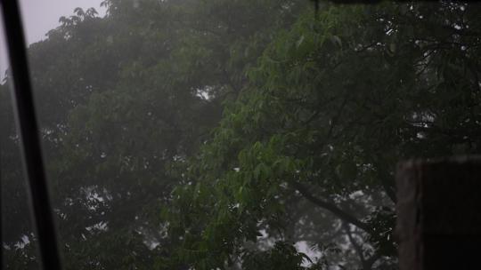 雨天雨季树林树荫树叶