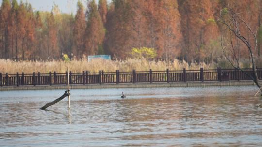 城市湿地湖中一只戏水的黑天鹅