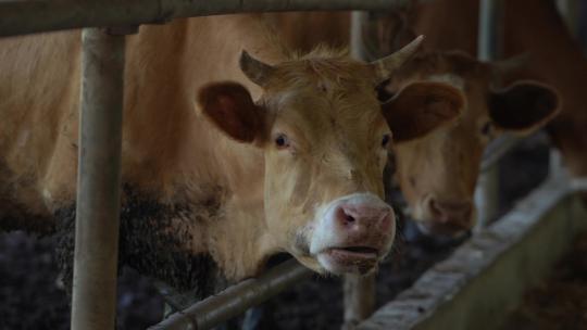 肉牛 肉牛养殖 (3)视频素材模板下载