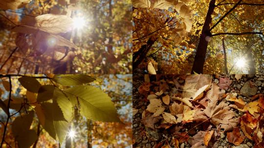 秋天秋季树林树叶落叶特写阳光透过树叶视频素材模板下载