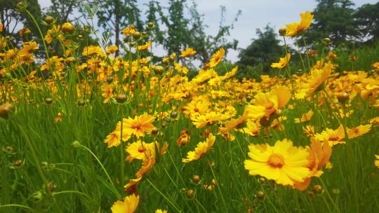 夏日阳光下黄色花丛随风摆动