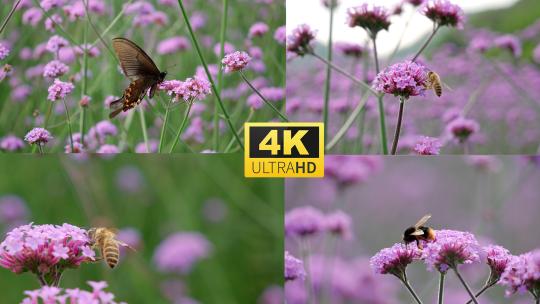 马鞭草蜜蜂采蜜4k视频素材模板下载