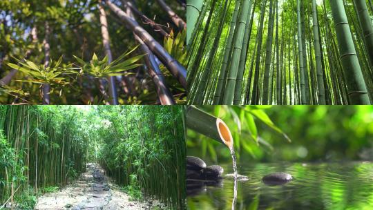 【合集】大自然竹林绿色竹子意境生态