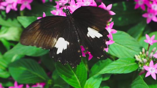扇动翅膀的蝴蝶