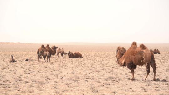 草原上的骆驼群