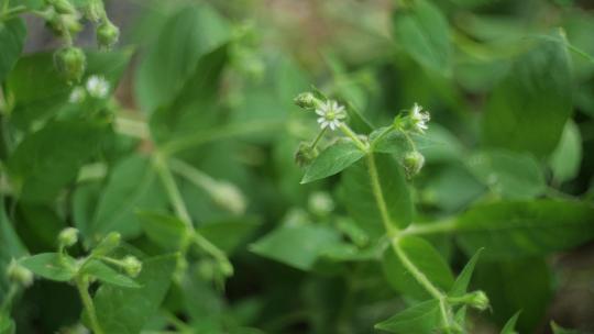 植物鹅肠菜