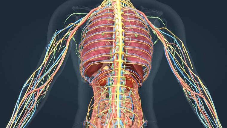医学人体奥秘人体解剖器官心脏肝脏三维动画-4
