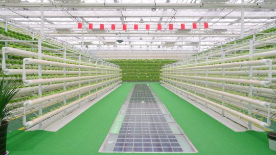 蔬菜大棚-温室大棚-科技农业