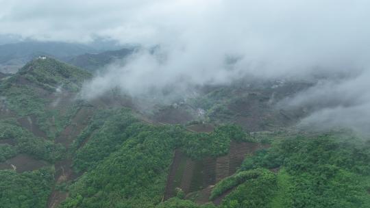 大自然森林茶园村庄云雾大山云海