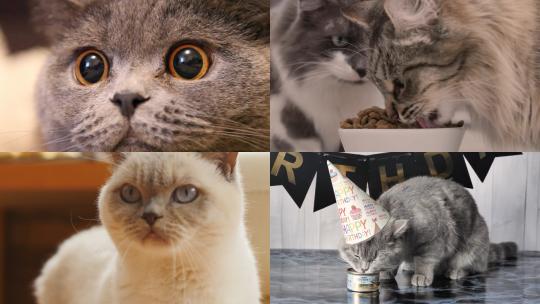 【合集】猫咪吃饭玩耍萌宠视频素材模板下载