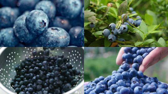 【合集】蓝莓浆果水果饮食维生素