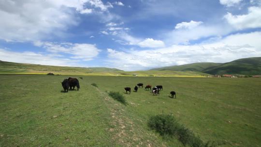 甘孜阿坝 大草原 远山 牦牛 黄牛 奶牛
