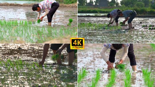 农民插秧水稻高清在线视频素材下载