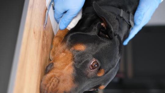 兽医诊所里一只纯种狗的特写视频素材模板下载