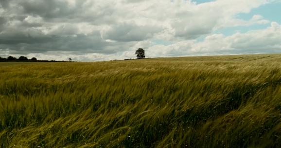 夏天的风吹草低头大草原一棵树微风唯美风景高清在线视频素材下载
