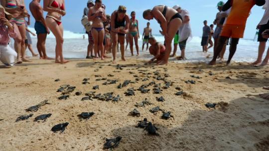 斯里兰卡美蕊沙海滩救助放归小海龟