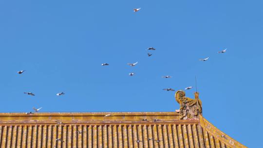 紫禁城皇宫上有鸽子飞过