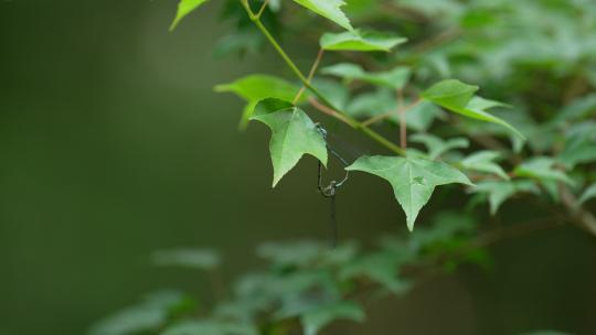 杭州虎跑 两只蜻蜓停在绿色树叶上