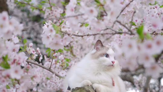 春天一只小猫趴在樱花树上