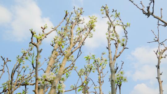 梨花梨树春天植物生长视频素材模板下载