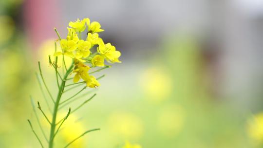 油菜花特写镜头