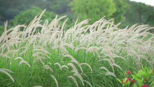狗尾巴草唯美逆光光线自然抒情草地植物