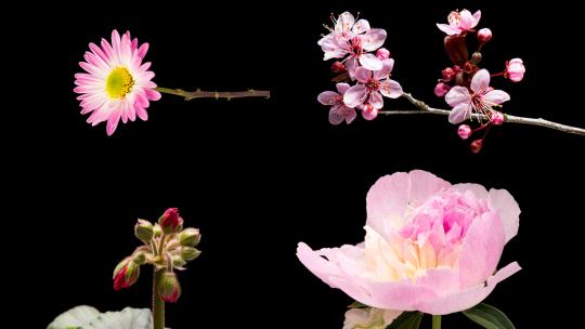 【合集】花 开花 花生长 植物视频素材模板下载