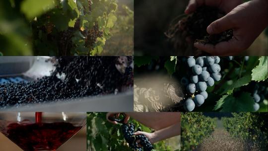 葡萄种植葡萄酒加工农民检查土壤葡萄园酿酒