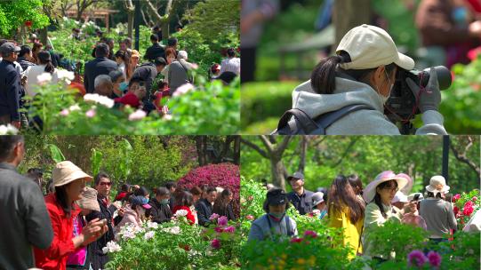 春天公园游客赏牡丹花高清在线视频素材下载