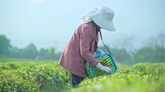 茶园采茶人