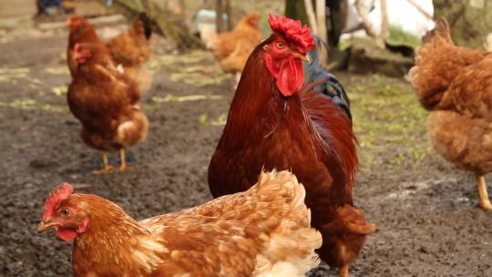 养殖场地养鸡动物姿态生活高清视频实拍