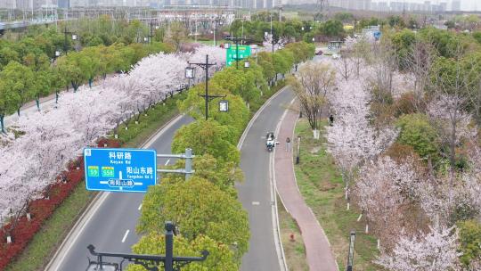 苏州树山地区春季原生态花开季节